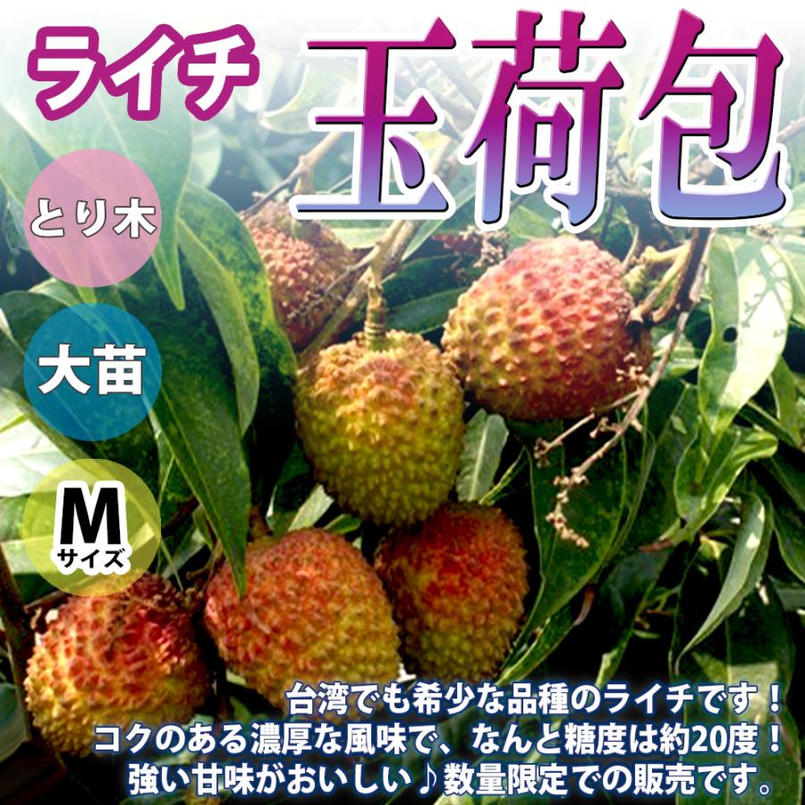ライチ苗 玉荷包 ぎょくかほう とり木大苗 Mサイズ 3 4年生苗 6号鉢 1鉢 送料無料 Sale 101 Off