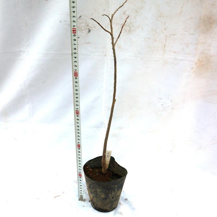 ポポーの苗木 果樹苗 3年生実生苗 12cmポット 1個 送料無料 Nae 野菜苗 植物 青果物販売のitanse 通販 Yahoo ショッピング