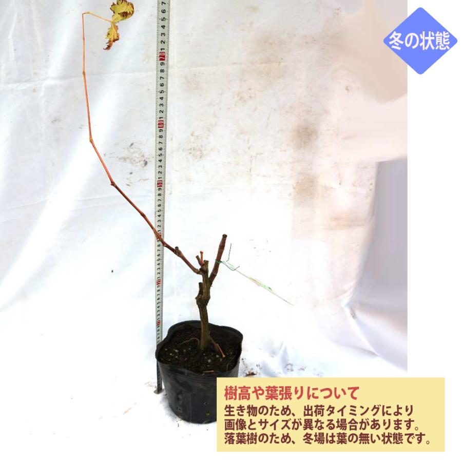 ITANSE ぶどう苗 シャインマスカット 果樹苗 挿し木苗 15cmポット 1個