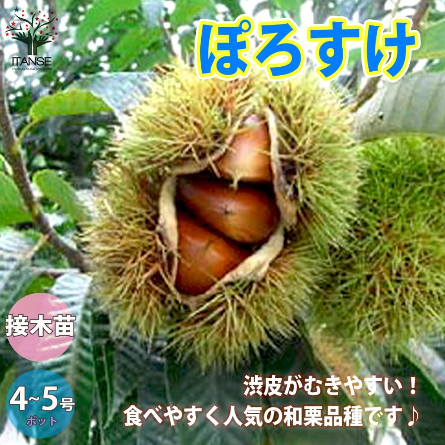 北の蝦夷大実ハスカップ苗木1本 蝦夷ハスカップ苗木1本山葡萄1本