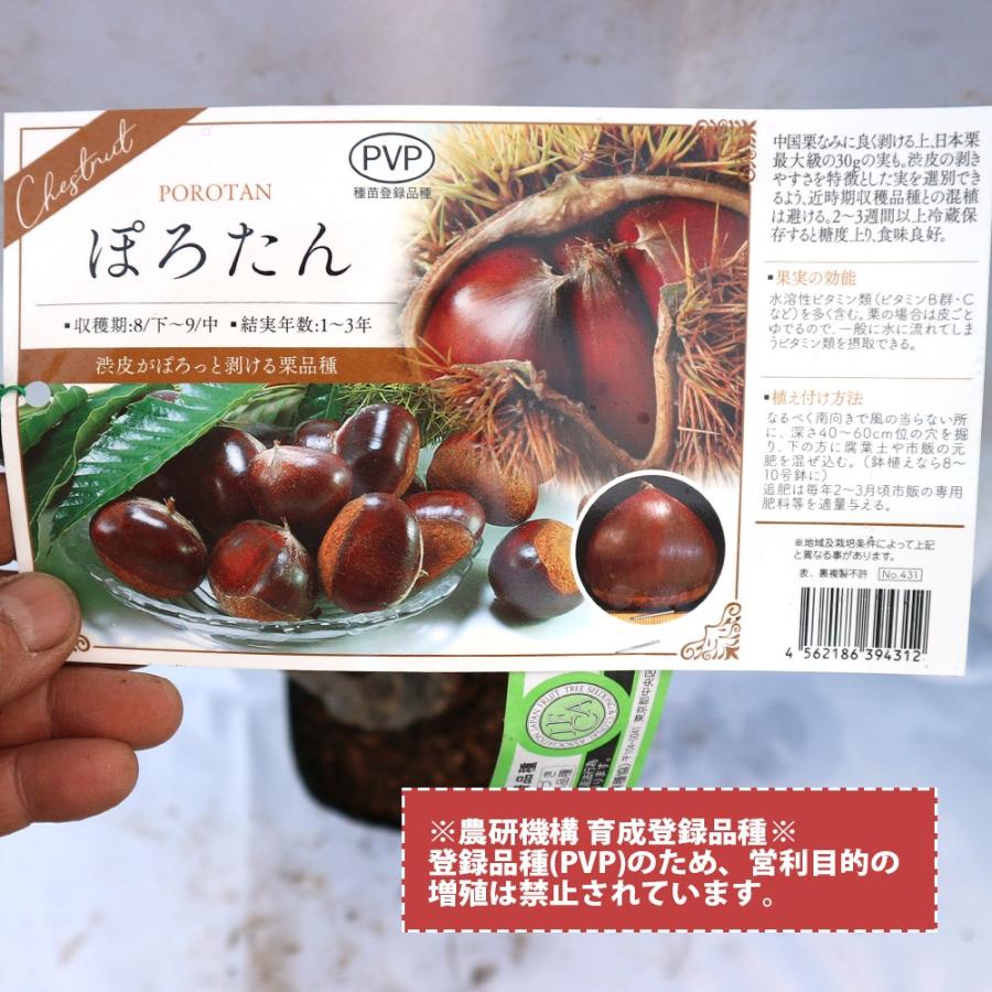 現品 栗 ぽろたん 管理番号A 楽天市場】栗 苗木 【ぽろたん】 3年生接木大苗 1m苗 【産地で剪定済