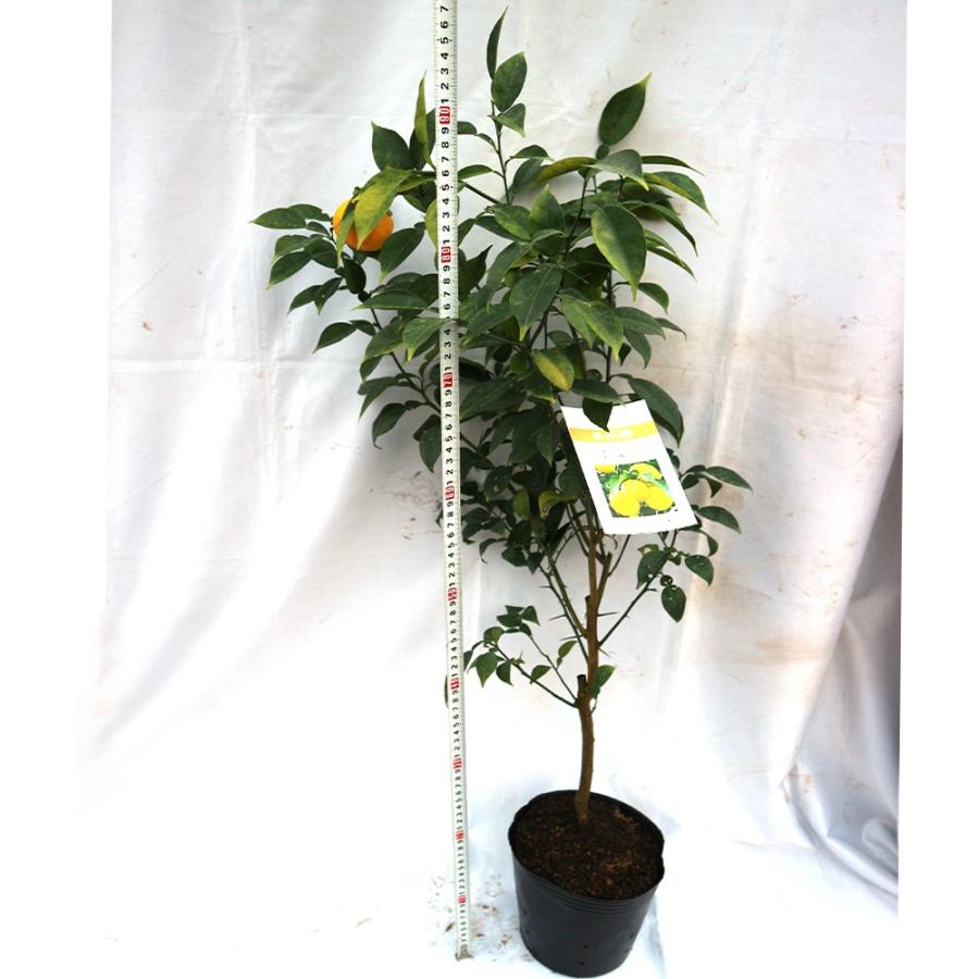 柚子苗 多田錦の苗木 果樹苗 18cmポット 接木苗 1個 人気の柑橘類の苗 ゆず ユズ 送料無料 Nae 野菜苗 植物 青果物販売のitanse 通販 Yahoo ショッピング