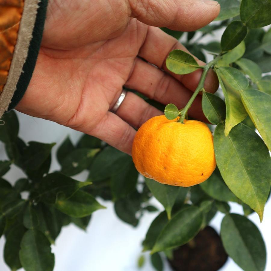 柚子苗 多田錦の苗木 果樹苗 18cmポット 接木苗 1個 人気の柑橘類の苗 ゆず ユズ 送料無料 Nae 野菜苗 植物 青果物販売のitanse 通販 Yahoo ショッピング