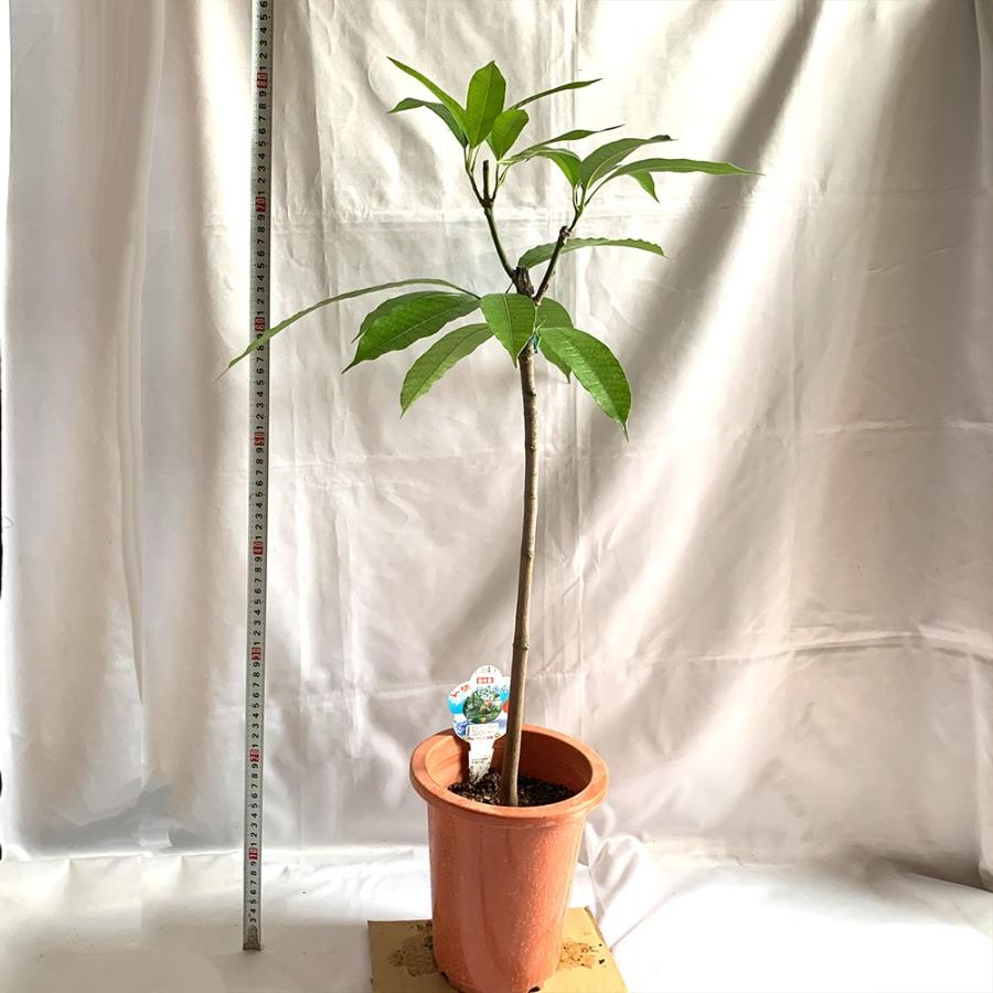 半額品 マンゴー苗 アーウィンの苗木 果樹苗 2年生接木苗 18cmポット 樹高約30cm 1個 まんごー苗 南国果樹 送料無料 日本産 Jeannesauve Org