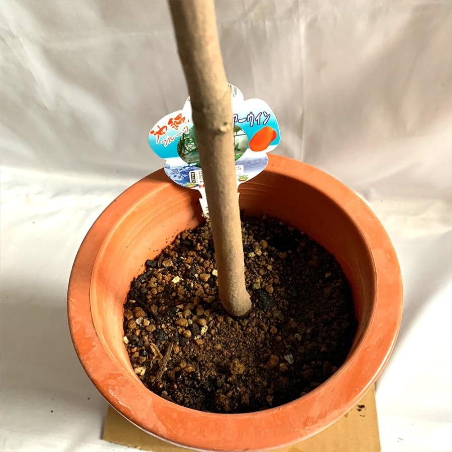 半額品 マンゴー苗 アーウィンの苗木 果樹苗 2年生接木苗 18cmポット 樹高約30cm 1個 まんごー苗 南国果樹 送料無料 日本産 Jeannesauve Org