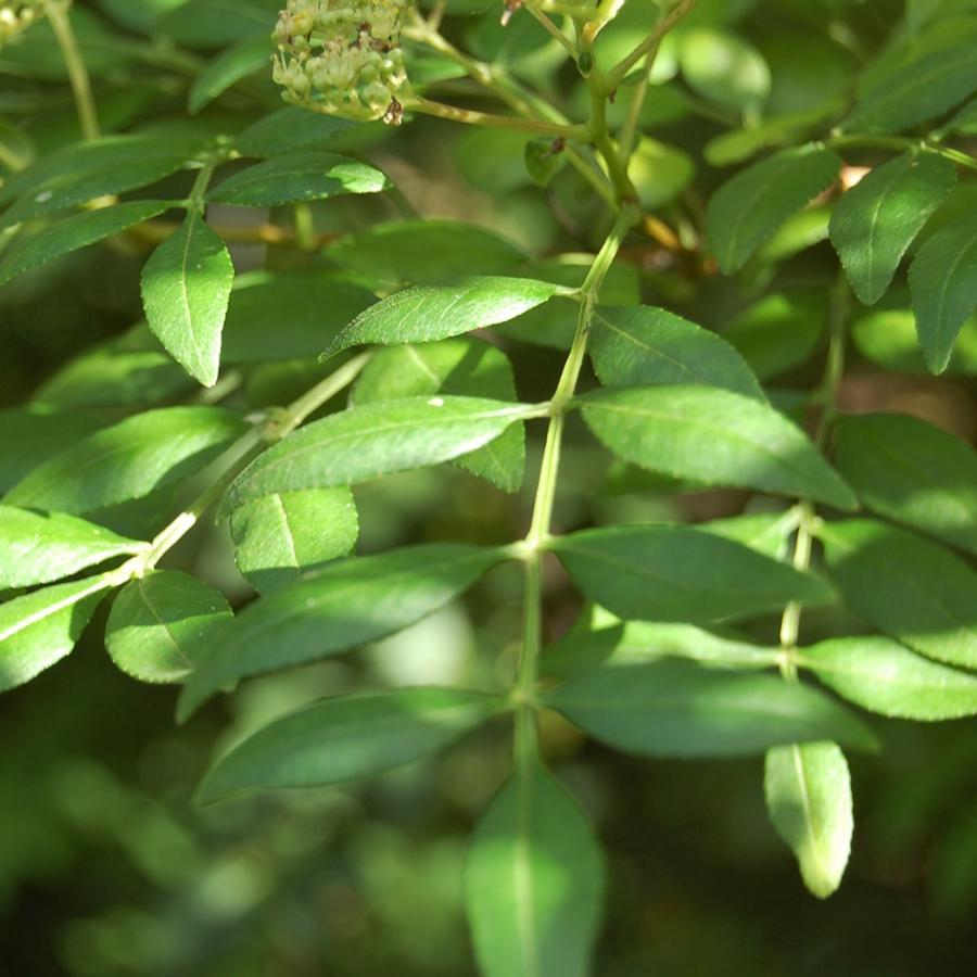 朝倉山椒の苗木 果樹苗 接木苗 15cmポット 1個 送料無料 Nae 野菜苗 植物 青果物販売のitanse 通販 Yahoo ショッピング