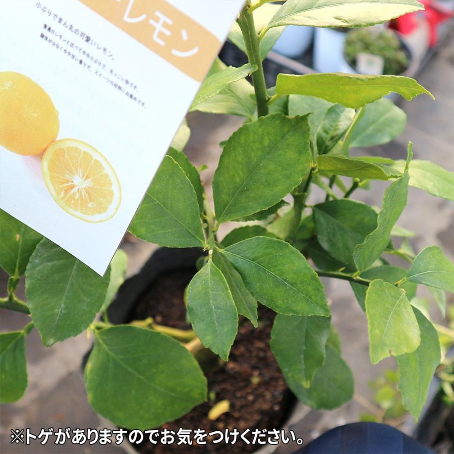 ITANSE レモン苗 マイヤーレモンの苗木 果樹苗 24cmポット 3年生接木苗