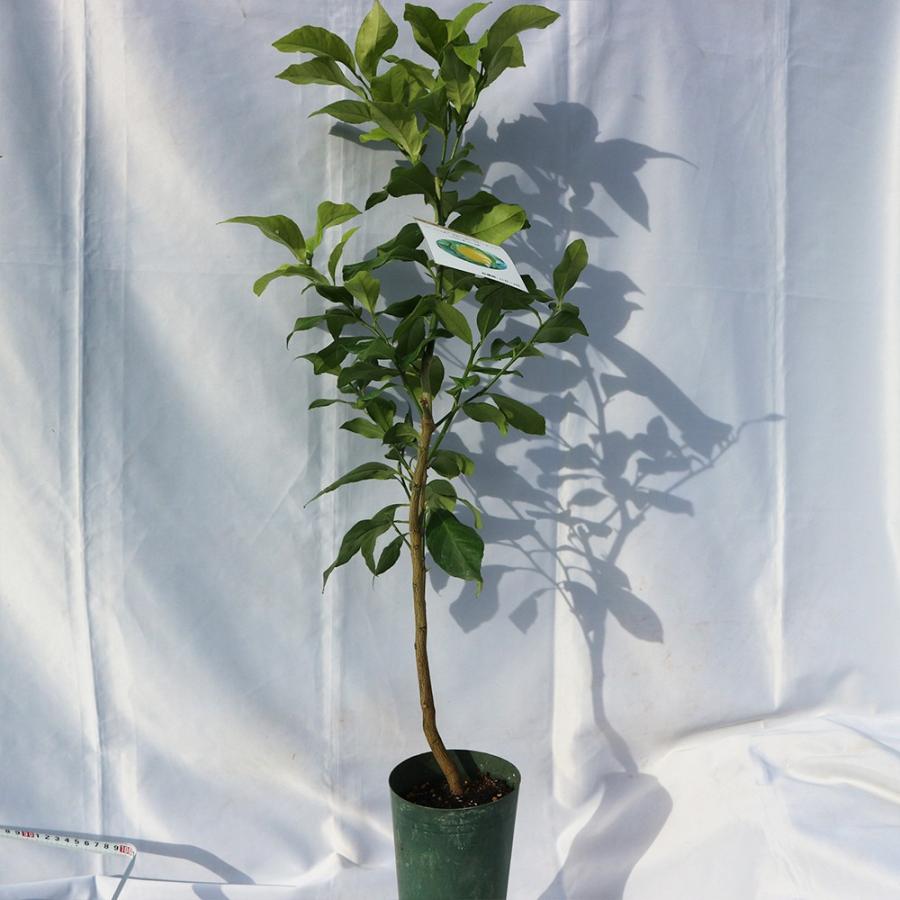 ITANSE レモン苗 大実レモン ビアフランカの苗木 果樹苗 12cm ITANSE レモン苗 大実レモン ビアフランカの苗木 果樹苗 12cm