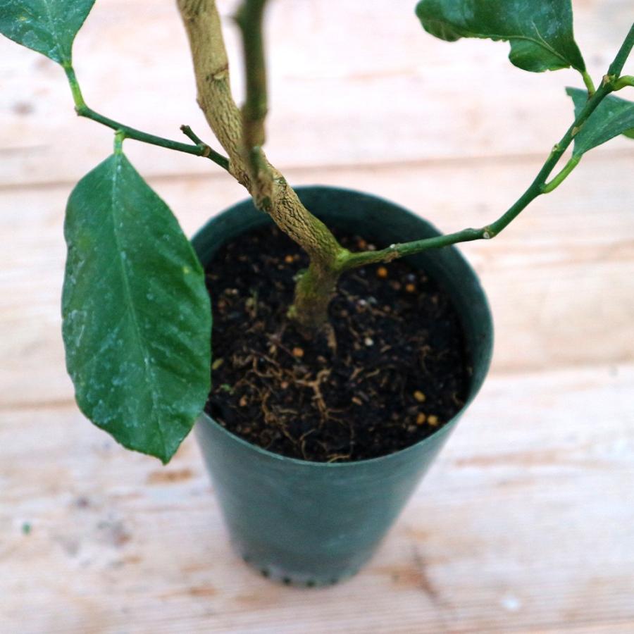 4年生　花芽つき　ビアフランカ接木苗／トゲ無しのレモン　樹高120センチ ITANSE レモン苗 大実レモン ビアフランカの苗木 果樹苗 12cmロング