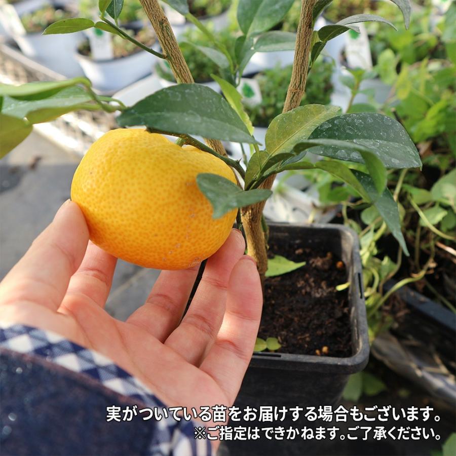 ITANSE 柚子苗 多田錦の苗木 果樹苗 12cmロングポット 2年生 ITANSE 柚子苗 多田錦の苗木 果樹苗 12cmロングポット 2年生