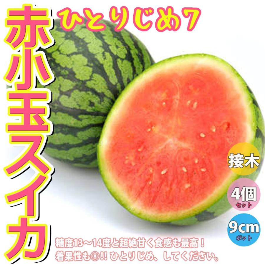 スイカ苗 ひとりじめ7 野菜苗 接木苗 9cmポット 4個セット 送料無料 Nae 野菜苗 植物 青果物販売のitanse 通販 Yahoo ショッピング