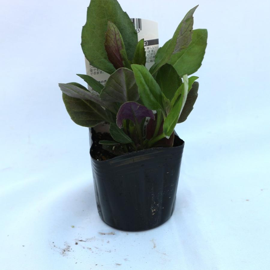 は自分にプチご褒美を 金時草苗 きんじそう 水前寺菜 野菜苗 9cmポット 3個セット 送料無料 Whitesforracialequity Org