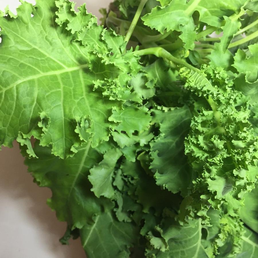 ケール苗 カーリーケールジュリアーノ 野菜苗 9cmポット 3個セット 送料無料 Nae 野菜苗 植物 青果物販売のitanse 通販 Yahoo ショッピング