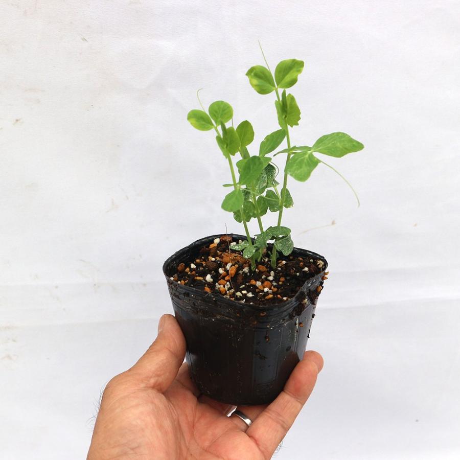 えんどう豆苗 すずなりフルーツ実エンドウ豆 春植えタイプの苗 野菜苗 9cmポット 3個セット 送料無料 Nae 野菜苗 植物 青果物販売のitanse 通販 Yahoo ショッピング