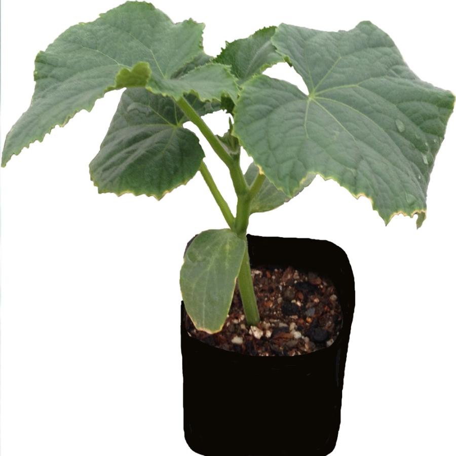 ITANSE キュウリの苗 夏すずみ 野菜苗 自根苗 9cmポット 2個セット