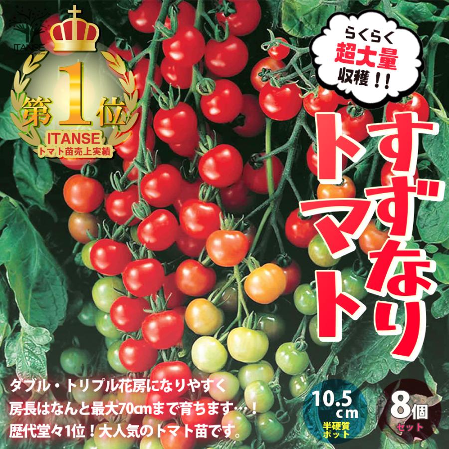 超新作ミニトマト苗 すずなりトマト 野菜苗 自根苗 10 5cm半硬質ポット 8個セット 送料無料 即出荷 果菜 Moneystore Be