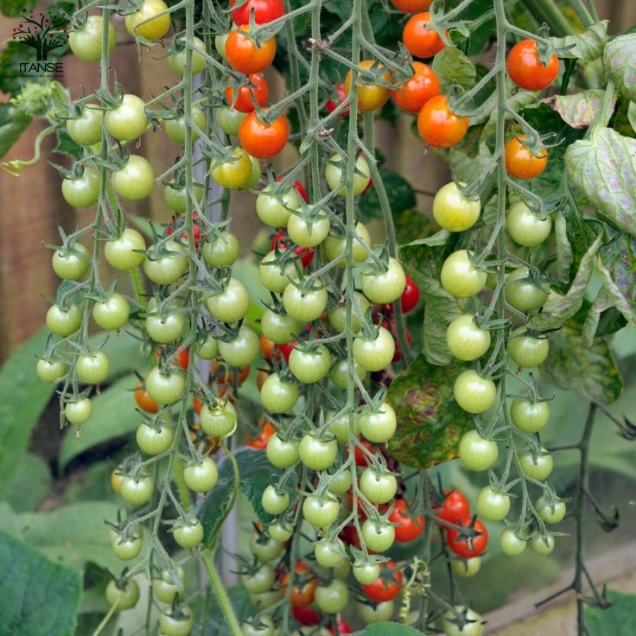 ミニトマト苗 すずなりトマト 2個セット 10 5cm半硬質ポット 即出荷 自根苗 送料無料 野菜苗 100 の保証 野菜苗