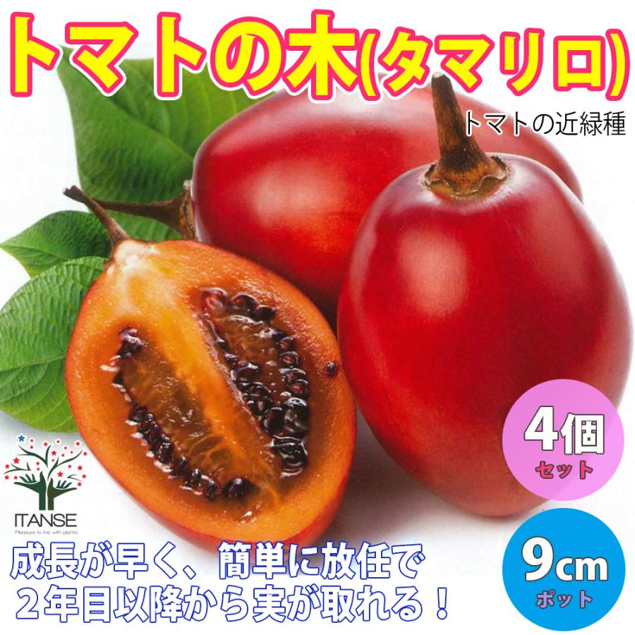 トマトの木の苗 タマリロ 果樹苗 自根苗 10 5cmポット 4個セット 送料無料 Nae003 野菜苗 植物 青果物販売のitanse 通販 Yahoo ショッピング