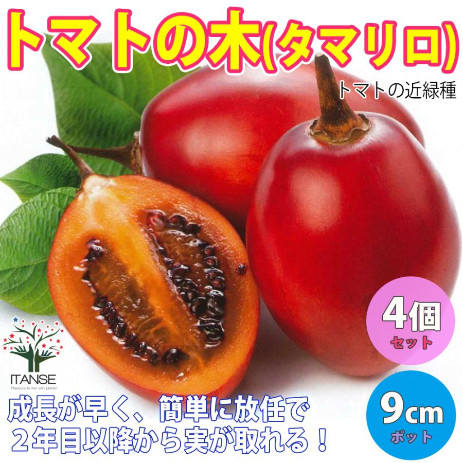 ITANSE トマトの木 タマリロ 果樹苗 自根苗 10.5cmポット 4個セット 送料無料 たまりろ 苗 イタンセ公式｜itanse