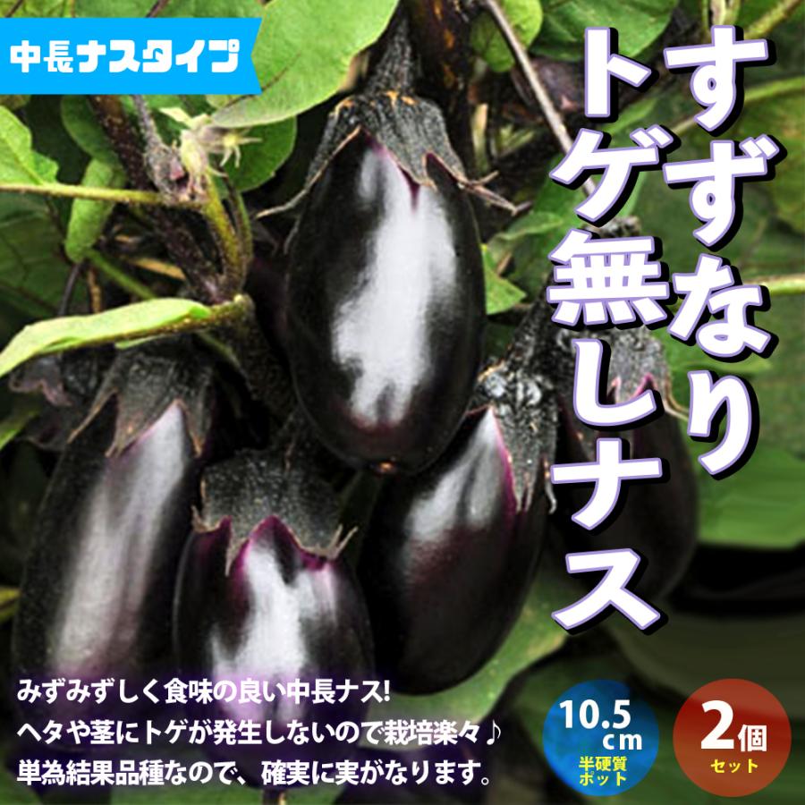 ITANSE ナスの苗 すずなりとげ無しなす(中長ナスタイプ) 野菜苗 自根苗
