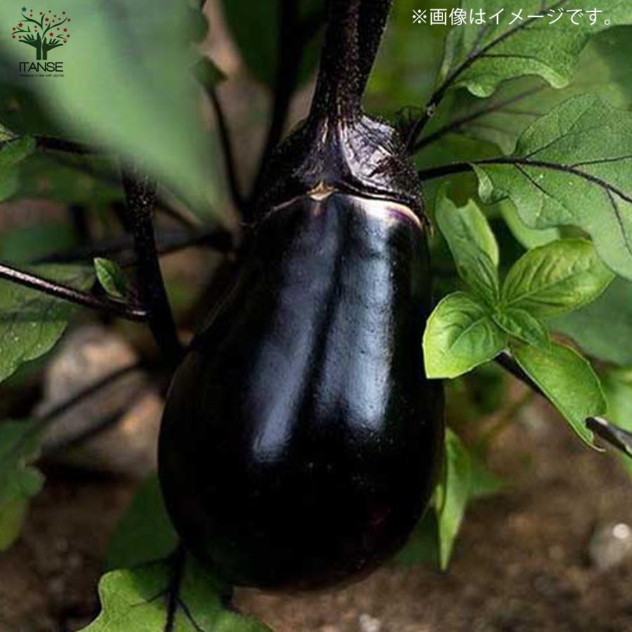 ITANSE ナスの苗 すずなりとげ無しなす(中長ナスタイプ) 野菜苗 自根苗