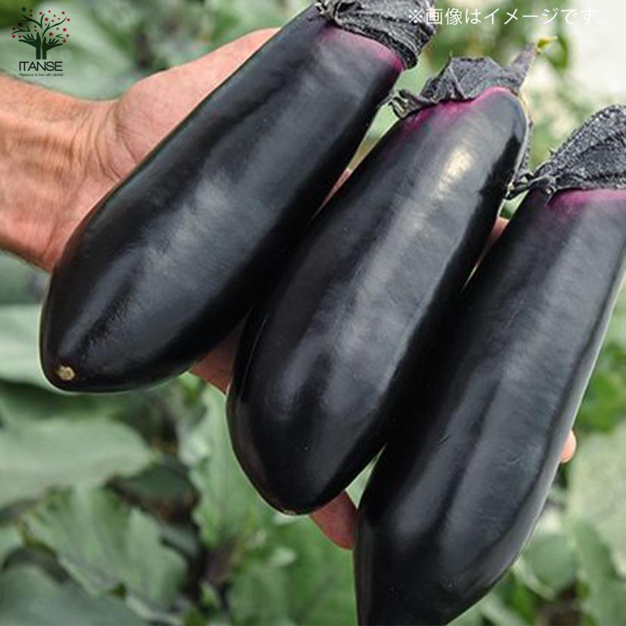 ITANSE ナスの苗 すずなりとげ無しなす(中長ナスタイプ) 野菜苗 自根苗