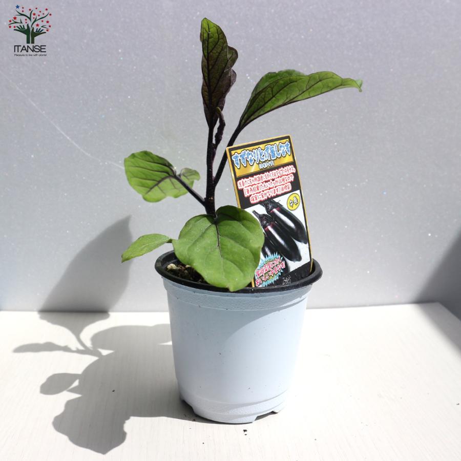 ナス苗 すずなりとげ無しなす 中長ナスタイプ 野菜苗 自根苗 10 5cmポット 8個セット Nae 野菜苗 植物 青果物販売のitanse 通販 Yahoo ショッピング