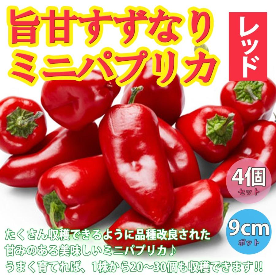 ITANSE パプリカの苗 旨甘すずなりミニパプリカ 赤実 野菜苗 自根苗 9cmポット 4個セット 送料無料 パプリカ 苗 イタンセ公式｜itanse