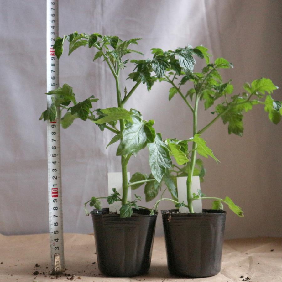 98 以上節約 ミニトマト苗 フルーツミニトマト 野菜苗 自根苗 9cmポット 2個セット 送料無料 即出荷 Revistaincendio Com Br