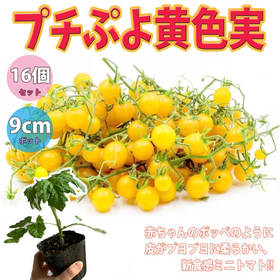 ミニトマト苗 プチぷよ 黄色実 野菜苗 自根苗 10 5cm半硬質ポット 16個セット 新食感 薄皮プチトマト 送料無料 即出荷 Nae T 野菜苗 植物 青果物販売のitanse 通販 Yahoo ショッピング