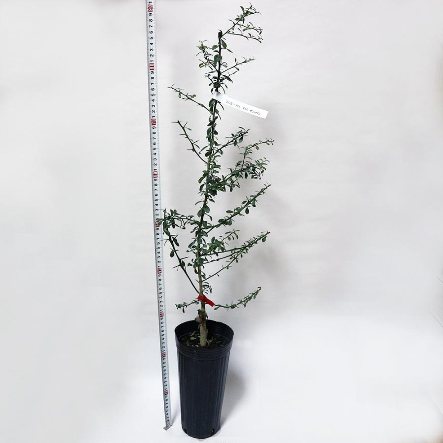 フィンガーライム苗 サンシャインイエロー 果樹苗 2年生接木苗 12cmロングポット1個 樹高 約60cm 希少品種 送料無料 Nae 野菜 苗 植物 青果物販売のitanse 通販 Yahoo ショッピング