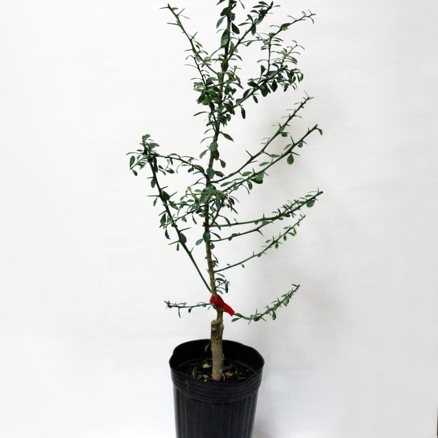 フィンガーライム苗 サンシャインイエロー 果樹苗 2年生接木苗 12cmロングポット1個 樹高 約60cm 希少品種 送料無料 Nae 野菜 苗 植物 青果物販売のitanse 通販 Yahoo ショッピング