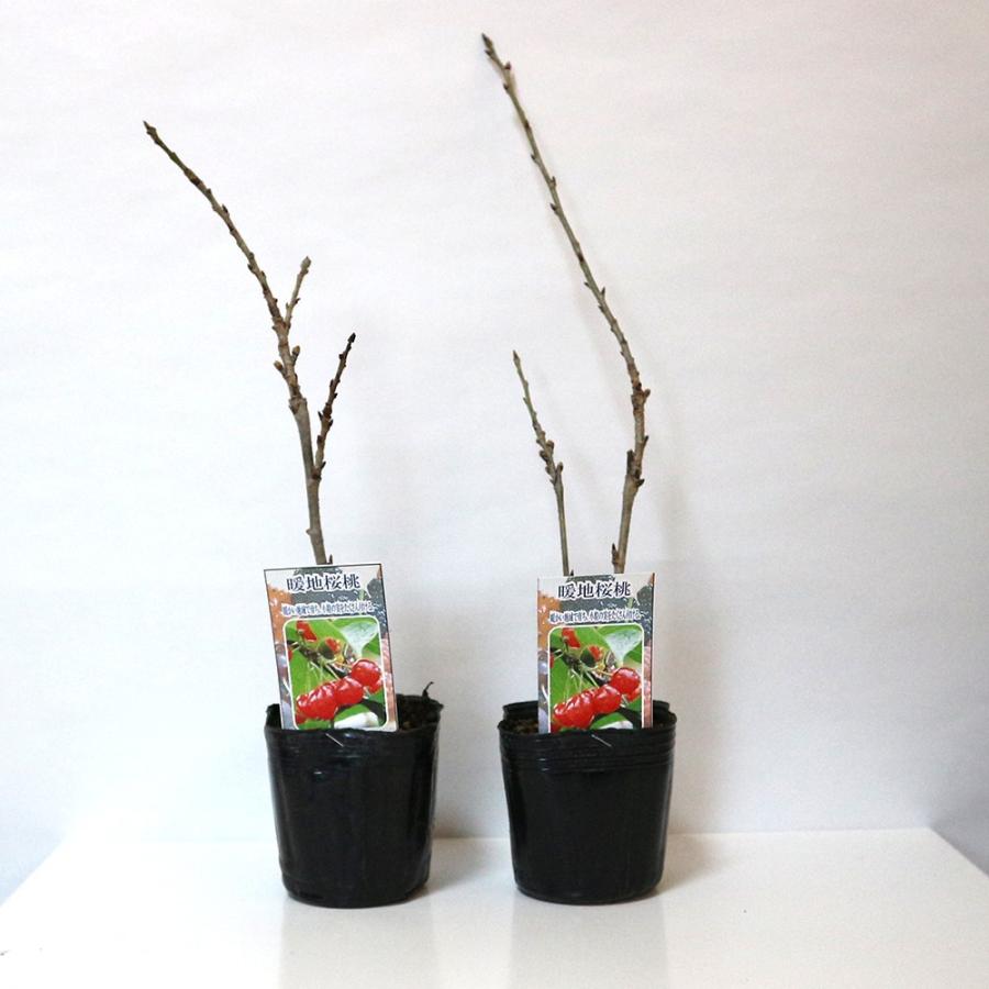 ITANSE さくらんぼ苗 暖地桜桃(だんちおうとう) 9cm 2個セット 果樹苗