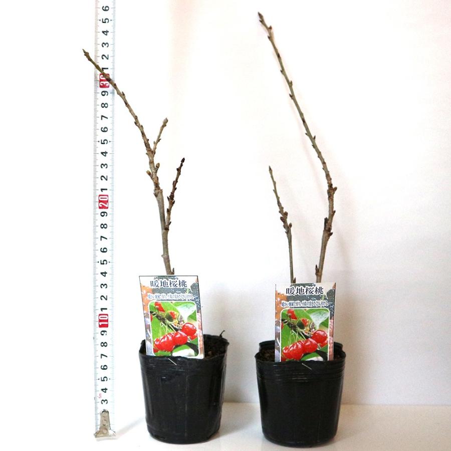 ITANSE さくらんぼ苗 暖地桜桃(だんちおうとう) 9cm 2個セット 果樹苗