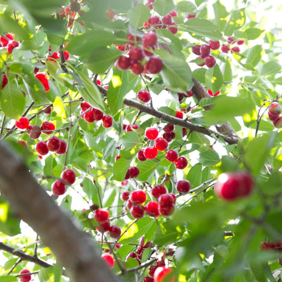 ITANSE さくらんぼ苗 暖地桜桃(だんちおうとう) 9cm 2個セット 果樹苗