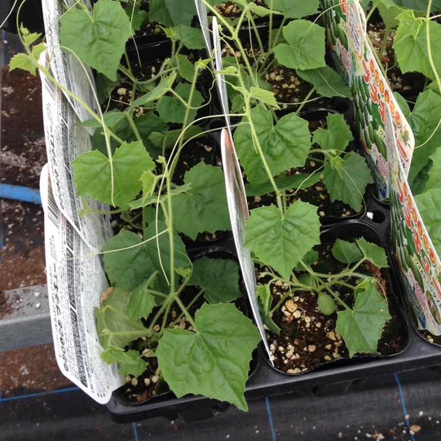 ITANSE キュウリの苗 ミニミニキュウリ プチキュー 野菜苗 自根苗 9cm