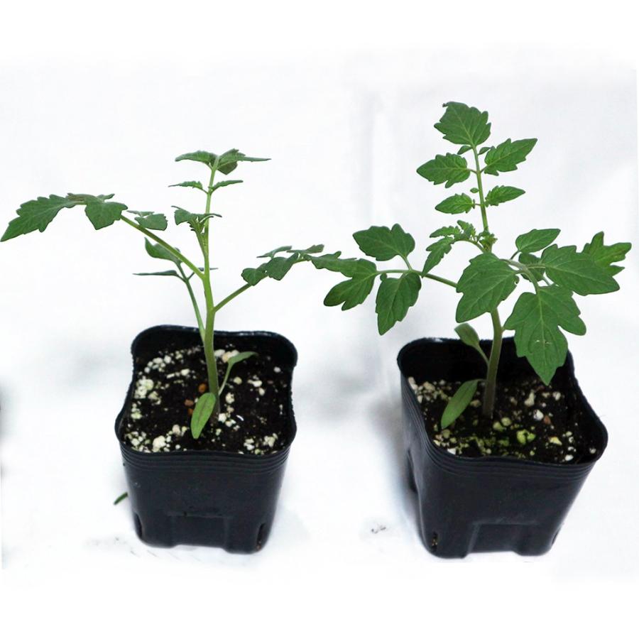 ITANSE ミニトマトの苗 ブラックチェリートマト リッチ 野菜苗 自根苗