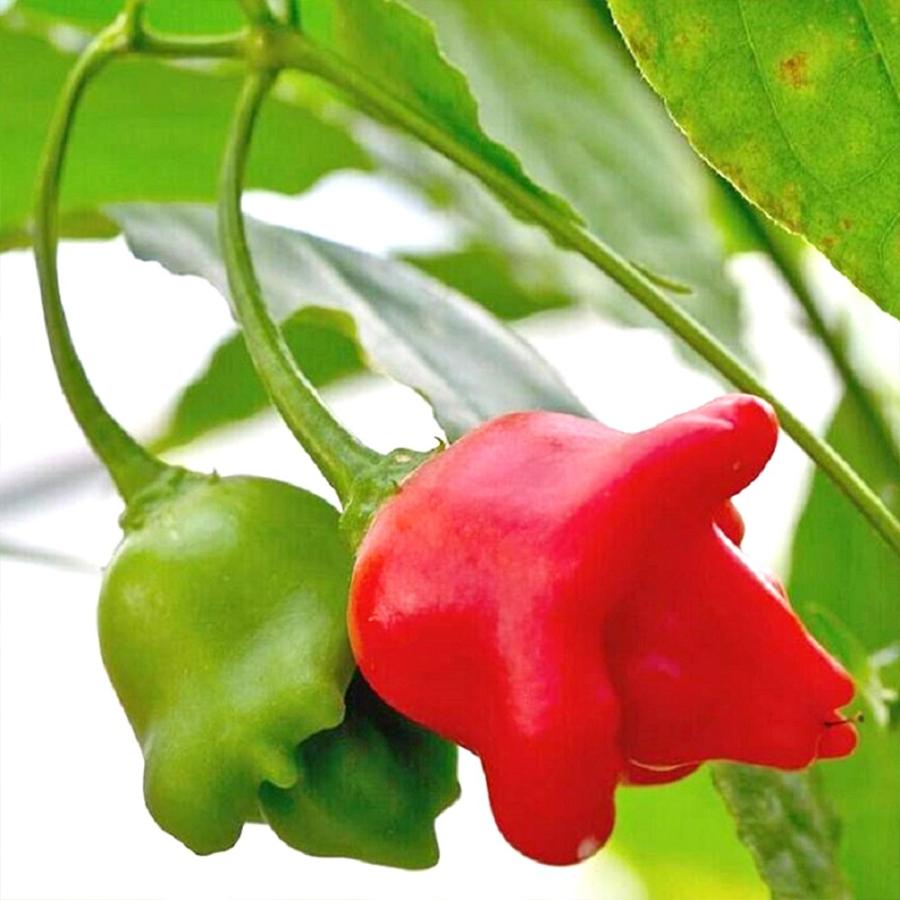 ぴーまんです ITANSE ピーマンの苗 UFOピーマン2号 野菜苗 自根苗 9cmポット 2個