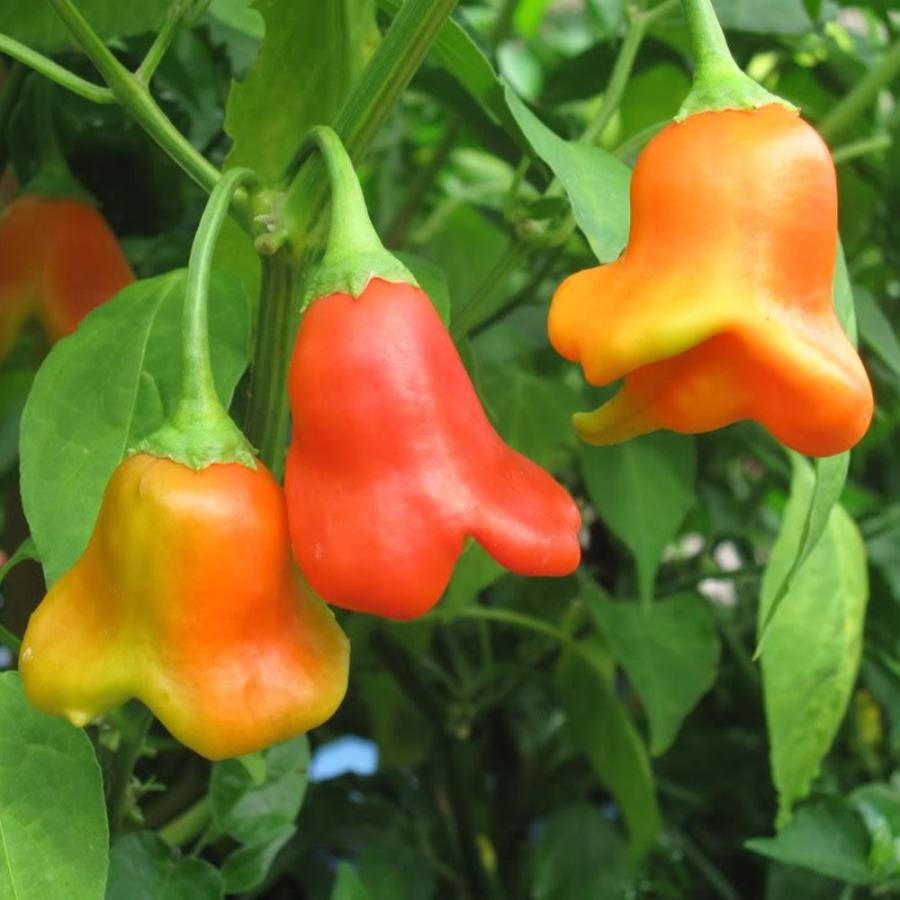 ITANSE ピーマンの苗 UFOピーマン2号 野菜苗 自根苗 9cmポット 2個