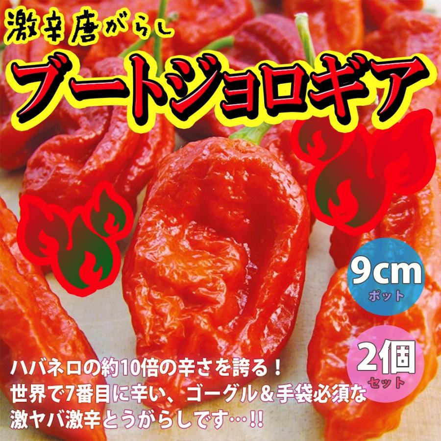 トウガラシ苗 ブートジョロキア 野菜苗 自根苗 9cmポット 2個セット激辛とうがらしの苗 送料無料 Nae 野菜苗 植物 青果物販売のitanse 通販 Yahoo ショッピング