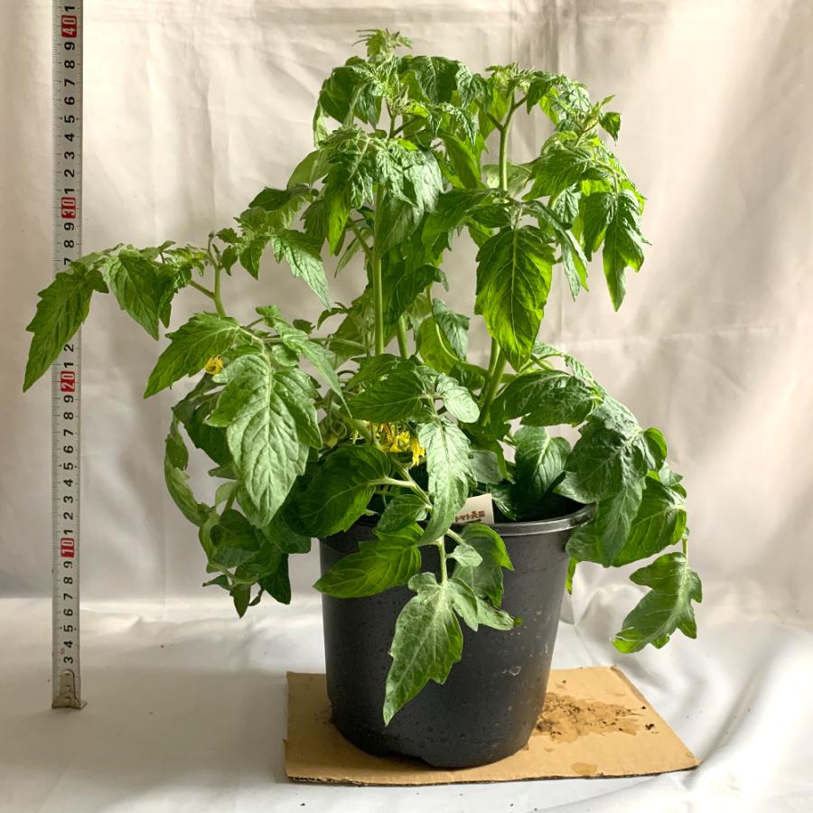 ミニトマト苗 トマト大王 野菜苗 自根苗 18cmbn硬質ポット 大苗 2個 肥料 送料無料 即出荷 果菜 発送時期 即納