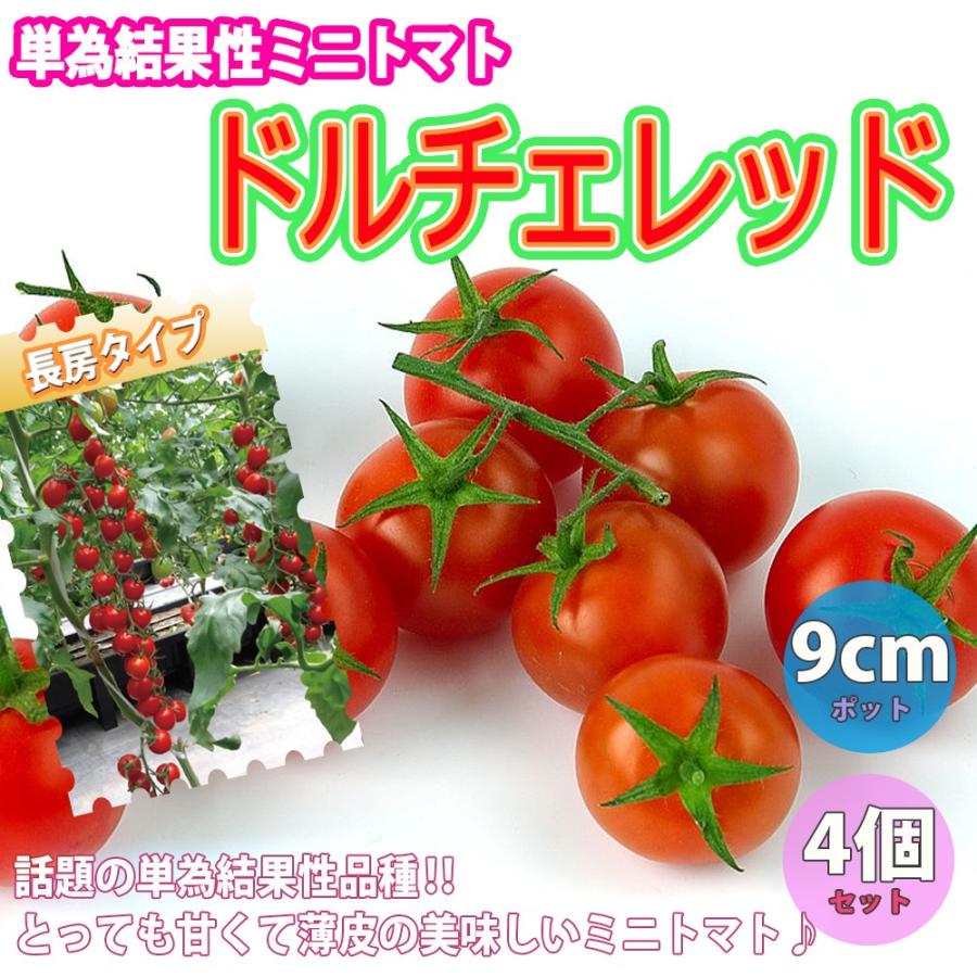 ミニトマト苗 ドルチェ レッド 野菜苗 自根苗 9cmポット 4個セット 高糖度 薄皮 多収穫 新品種 送料無料 即出荷 Nae 野菜苗 植物 青果物販売のitanse 通販 Yahoo ショッピング
