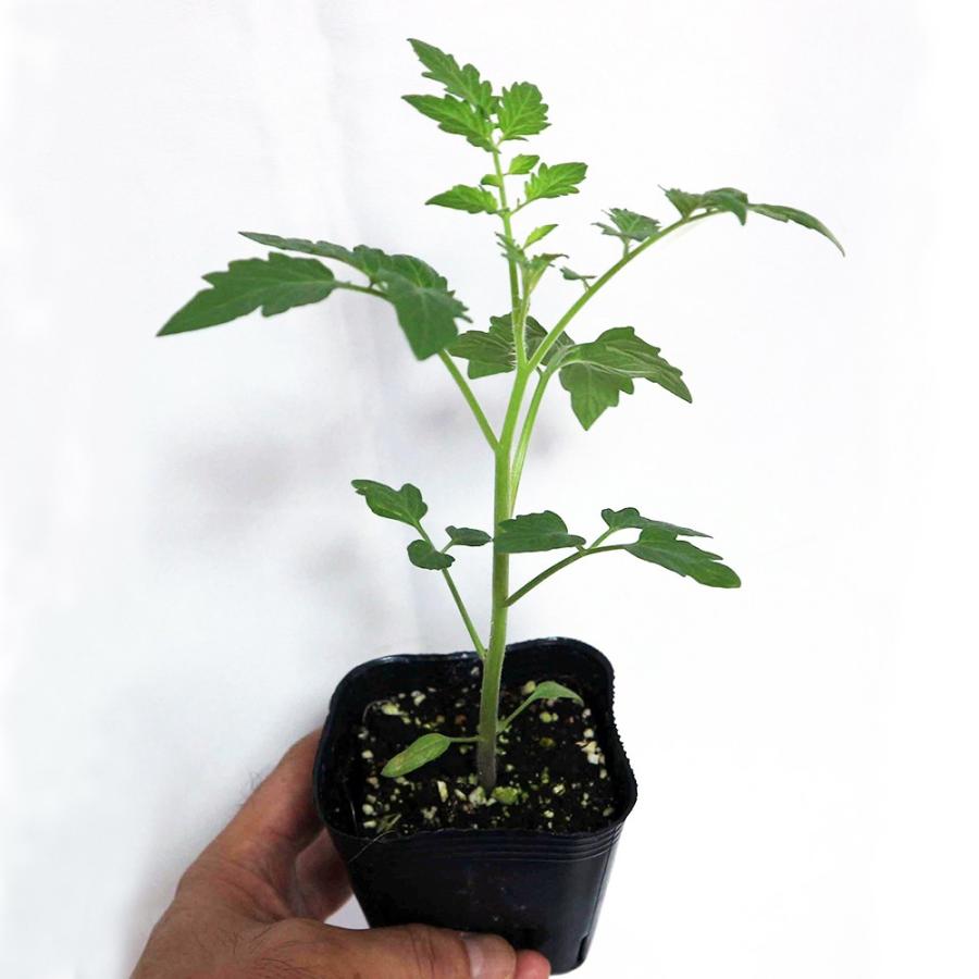 ITANSE ミニトマトの苗 マイクロビーズ 赤実 野菜苗 自根苗 9cmポット