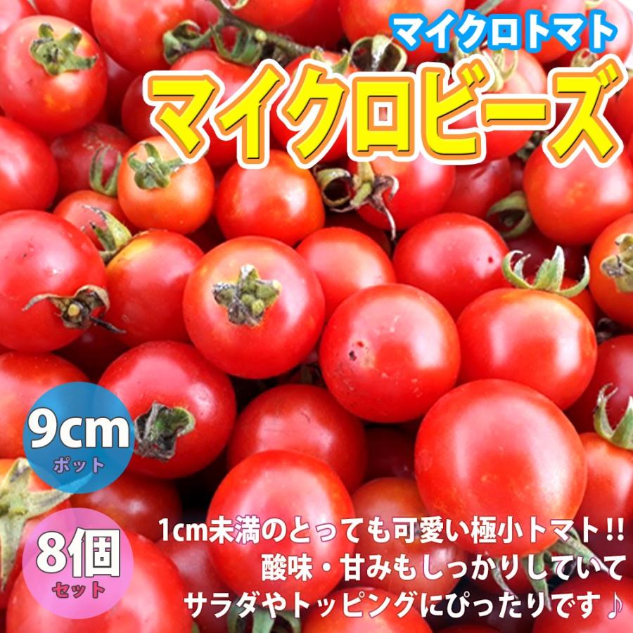 ミニトマト苗 マイクロビーズ 赤実 野菜苗 自根苗 9cmポット 8個セット マイクロトマト 早生品種 送料無料 即出荷 Nae 野菜苗 植物 青果物販売のitanse 通販 Yahoo ショッピング