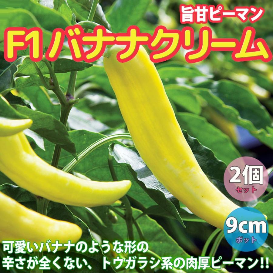 ITANSE ピーマンの苗 F1バナナクリーム 旨甘ピーマン 野菜苗 自