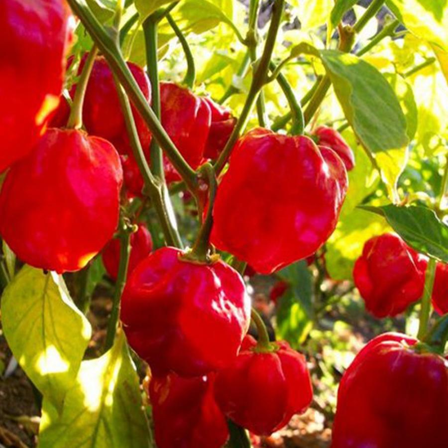 アウトレット送料無料 トウガラシ苗 ハバネロ レッド 野菜苗 自根苗 9cmポット 4個セット とうがらし苗 唐辛子苗 送料無料 Wantannas Go Id