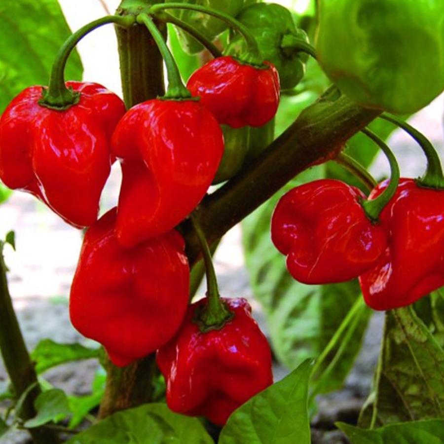 アウトレット送料無料 トウガラシ苗 ハバネロ レッド 野菜苗 自根苗 9cmポット 4個セット とうがらし苗 唐辛子苗 送料無料 Wantannas Go Id