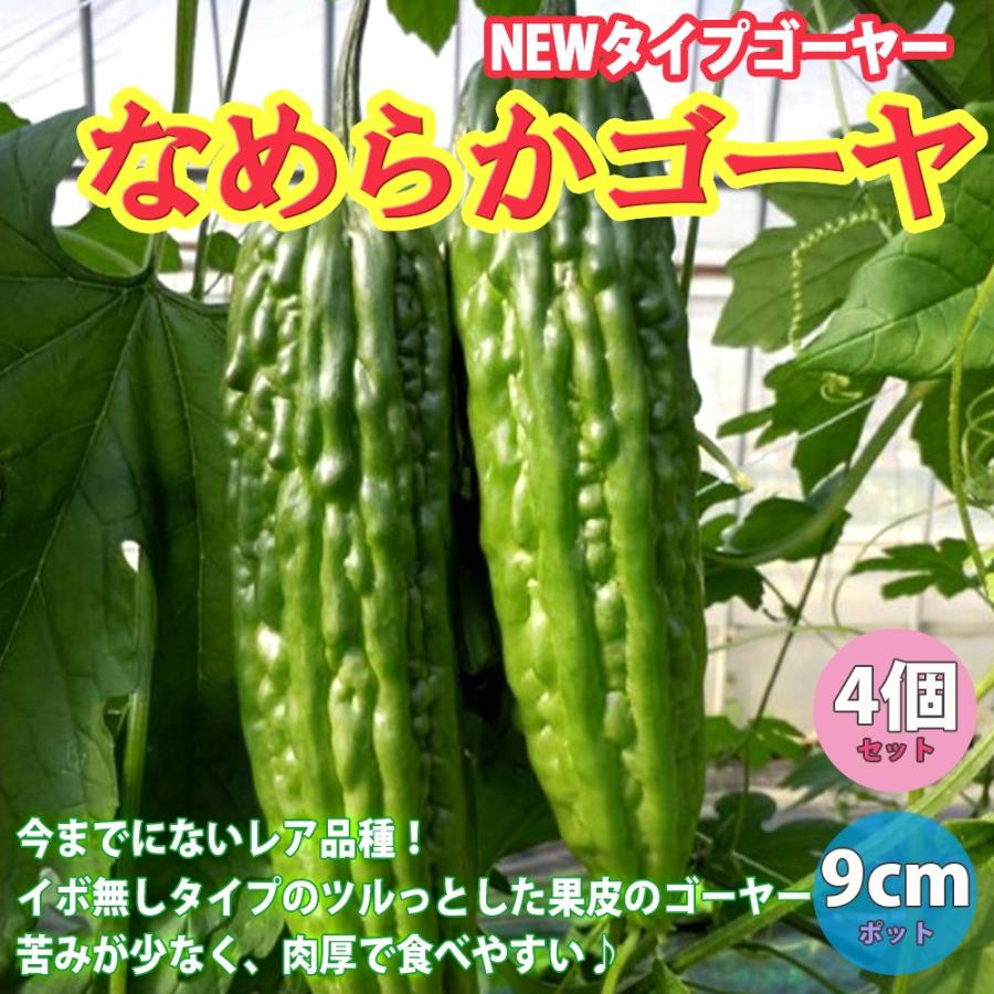 ITANSE ゴーヤの苗 なめらかゴーヤー 野菜苗 自根苗 9cmポット 4個
