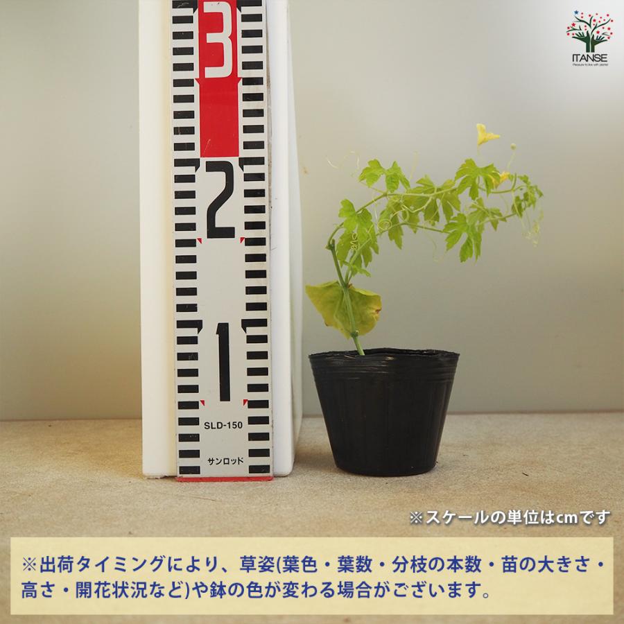 ITANSE ゴーヤの苗 なめらかゴーヤー 野菜苗 自根苗 9cmポット 4個