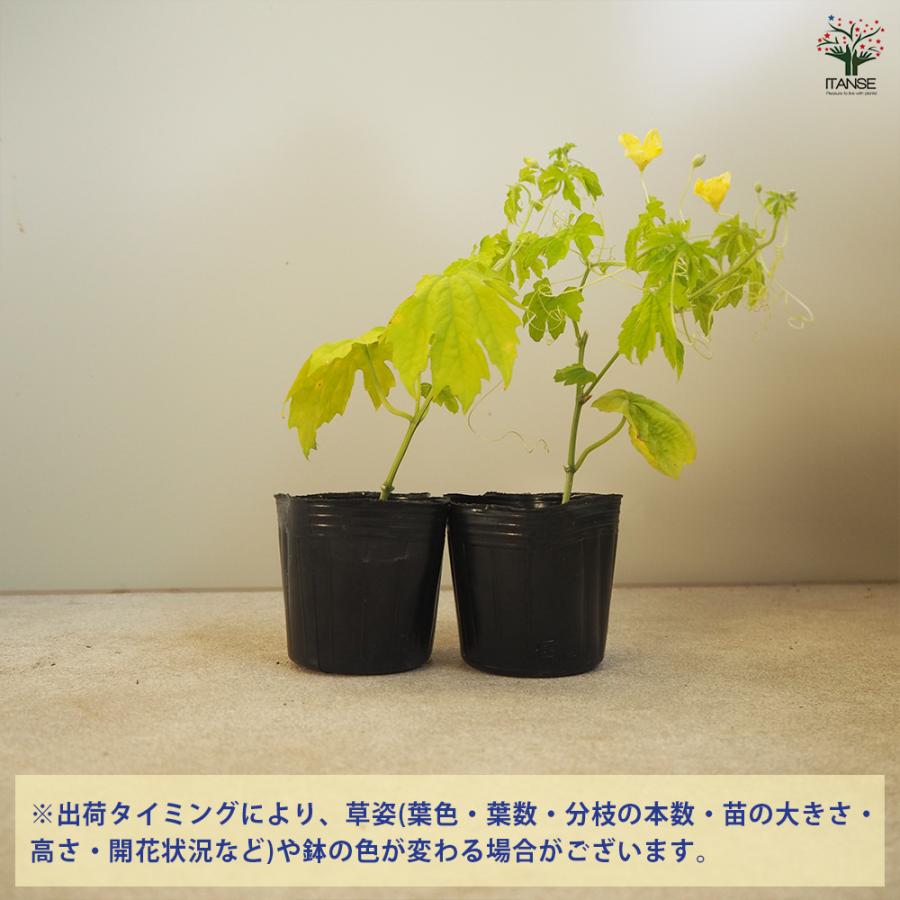 ITANSE ゴーヤの苗 肉厚サラダゴーヤー 野菜苗 自根苗 9cmポット 2個